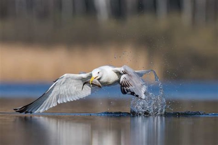 How long do herring seagulls live?
