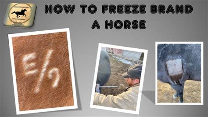How long do you leave a freeze brand on a horse?