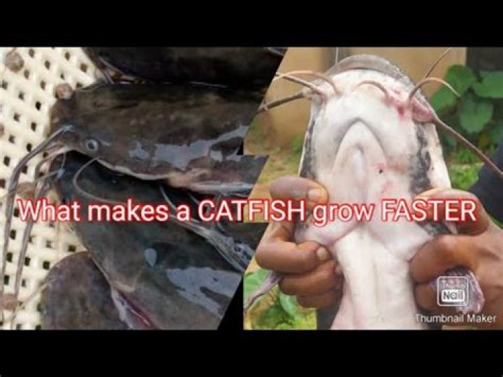 How long does it take African catfish to grow?