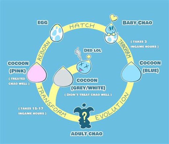 How long does it take for a Chao to evolve sa2b?
