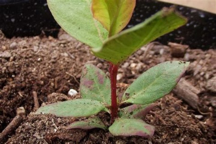 How long does it take for a guava tree to bear fruit?