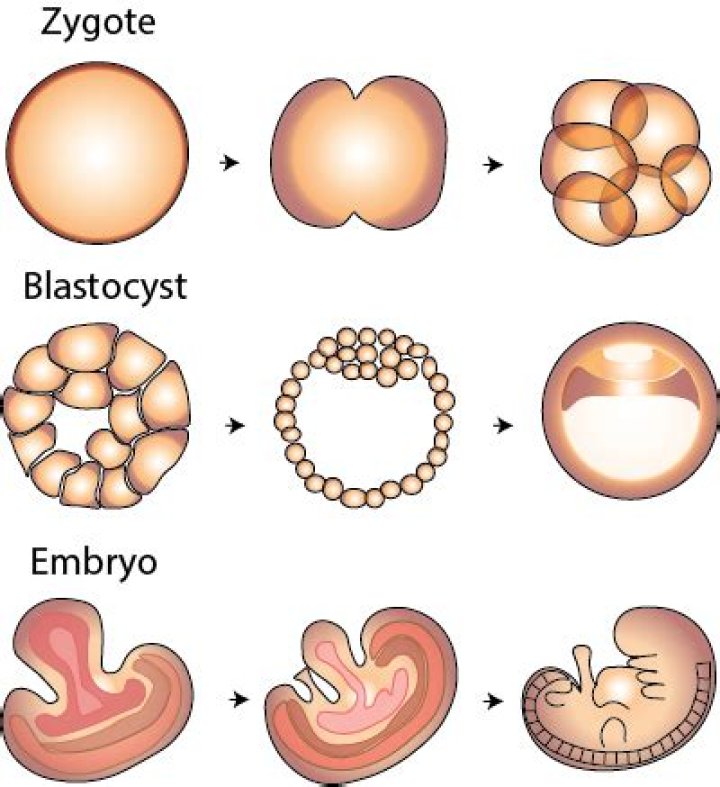 How long does it take for a zygote to become a blastocyst?