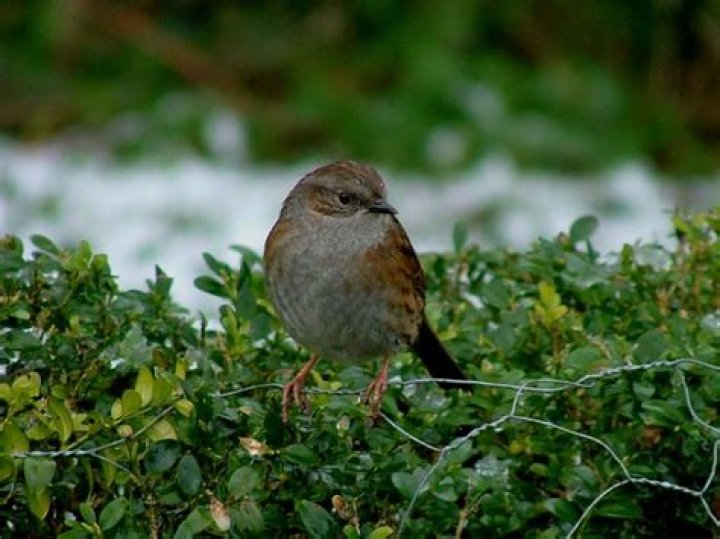 How long does it take for dunnocks to fledge?
