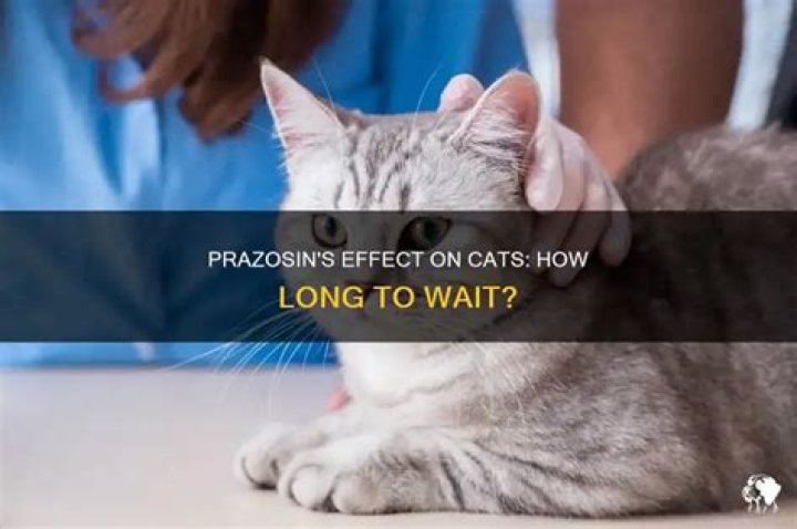How long does it take for prazosin to work in cats?