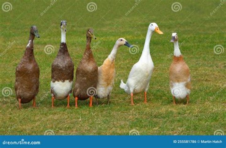 How long does it take for Runner ducks to hatch?