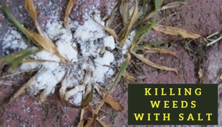 How long does it take for salt to kill grass?