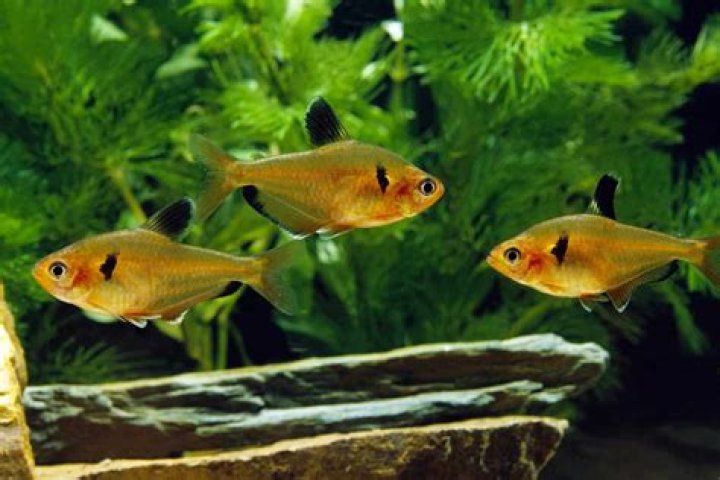How long does it take for Serpae Tetra eggs to hatch?