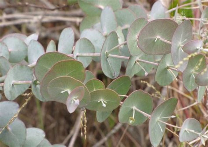 How long does silver dollar Eucalyptus take to grow?
