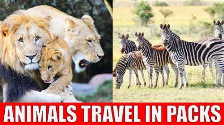 How many animals make a pack?