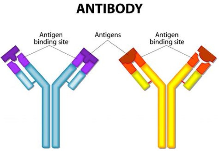 How many antigens can bind with an antibody?