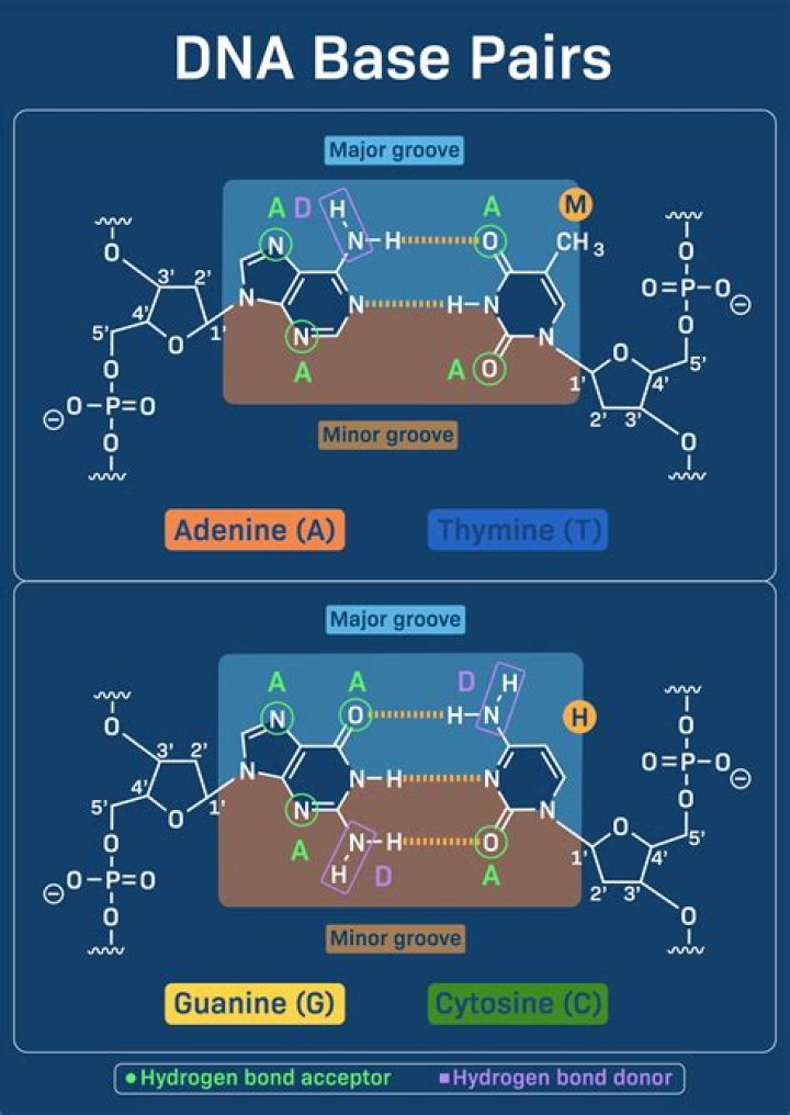 How many base pairs are in A DNA strand?