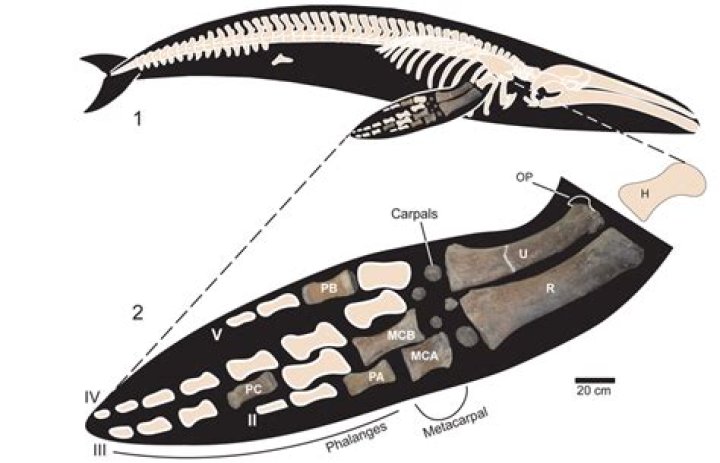 How many bones does a gray whale have?