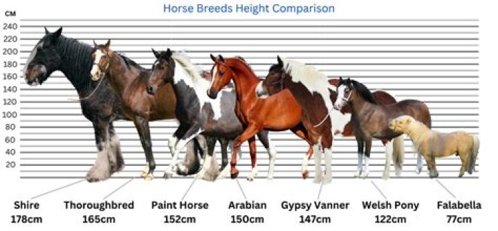 How many horse breeds are there in total?