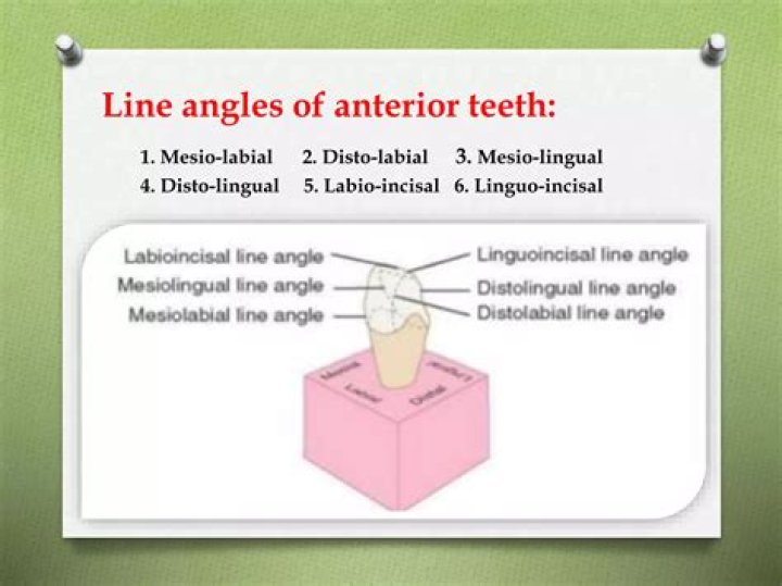 How many line angles are on anterior teeth?