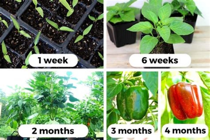 How many months does it take to grow watermelon?