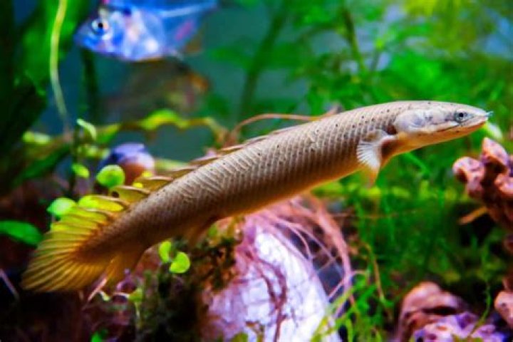 How many species of bichir are there?