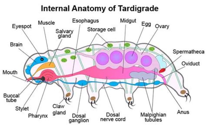 How many species of tardigrades are there?