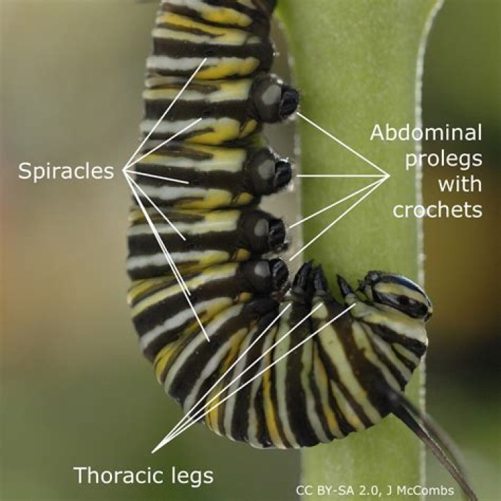 How many spiracles does a butterfly have?
