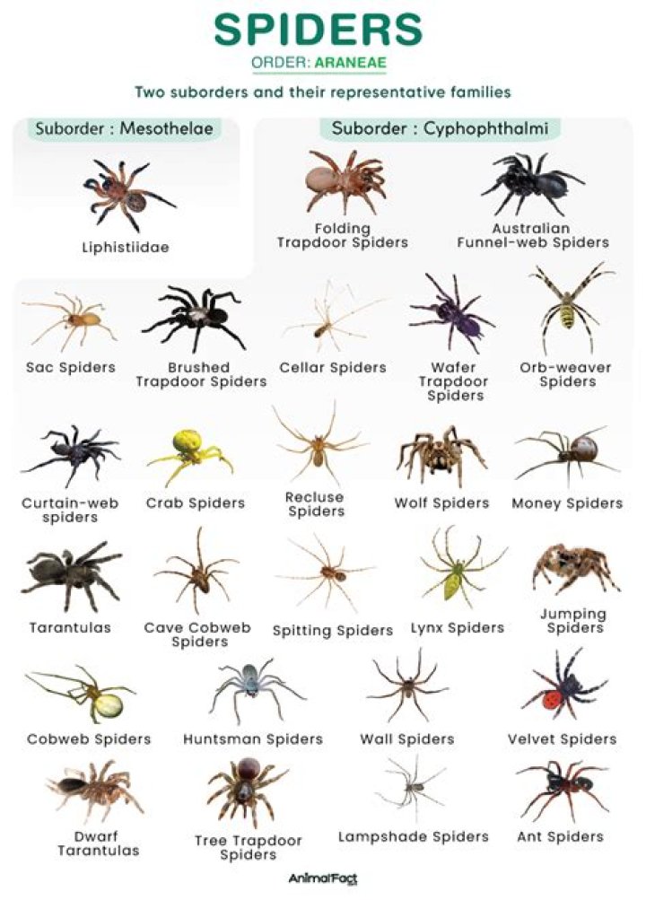 How many stock photos of spiders are there?
