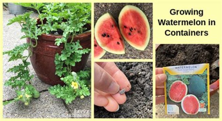 How many watermelon can you grow per acre?