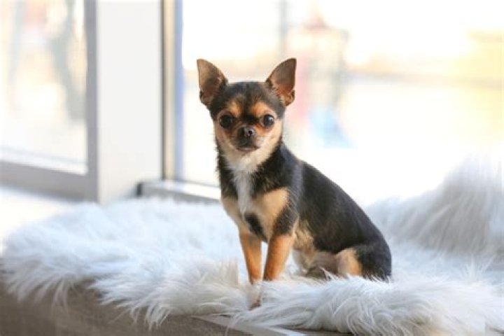 How much are AKC Chihuahuas?