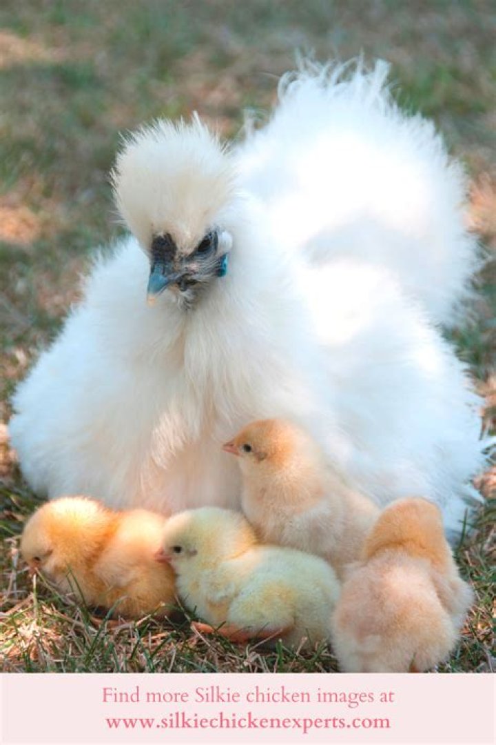 How much are white silkie chickens?