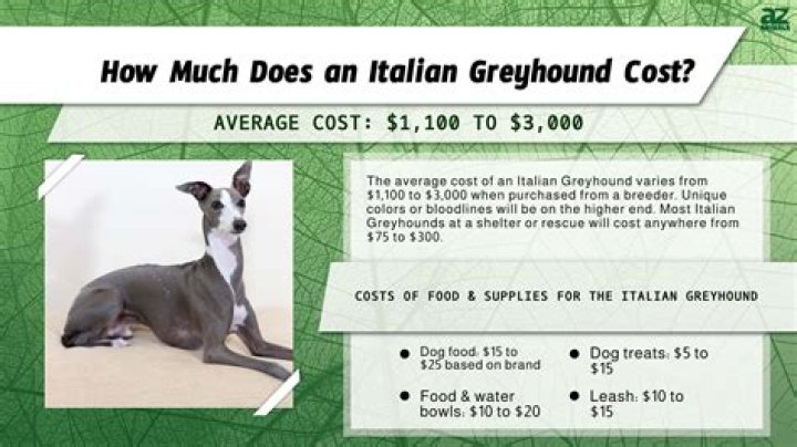 How much attention do Italian greyhounds need?