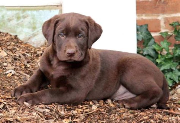 How much do chocolate Labs sell for?