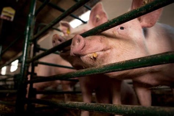 How much do contract pig farmers make?