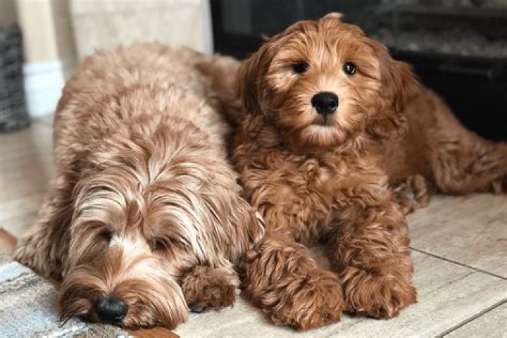 How much does a breeding Australian Labradoodle cost?