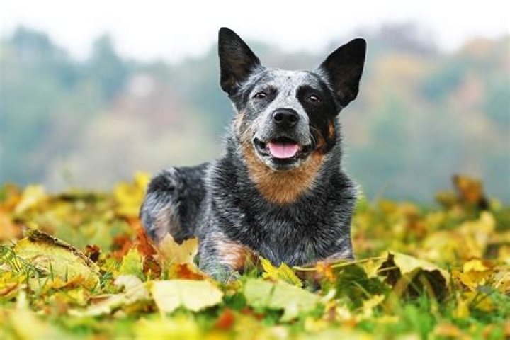 How much does a cattle dog cost?