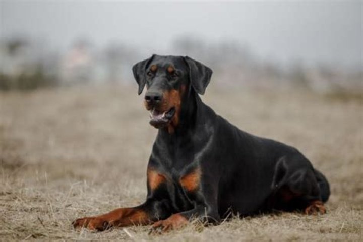 How much does a Doberman dog cost?