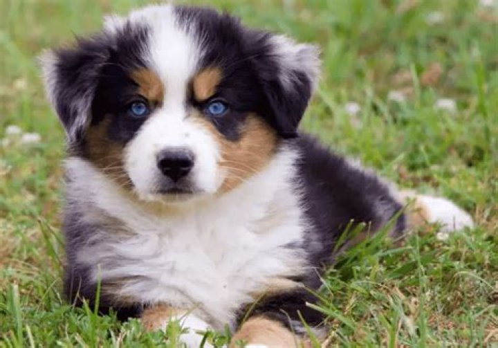 How much does a miniature Aussie cost?