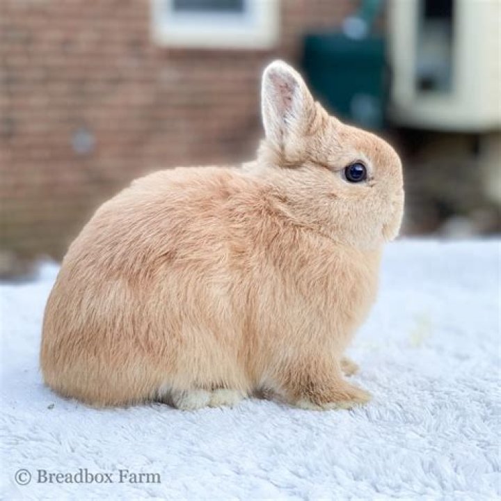How much does a Netherland Dwarf cost?