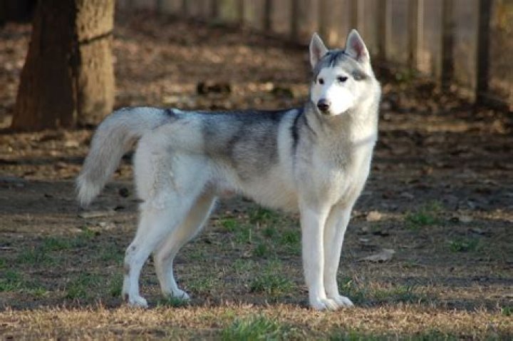 How much does a Siberian husky cost from a breeder?
