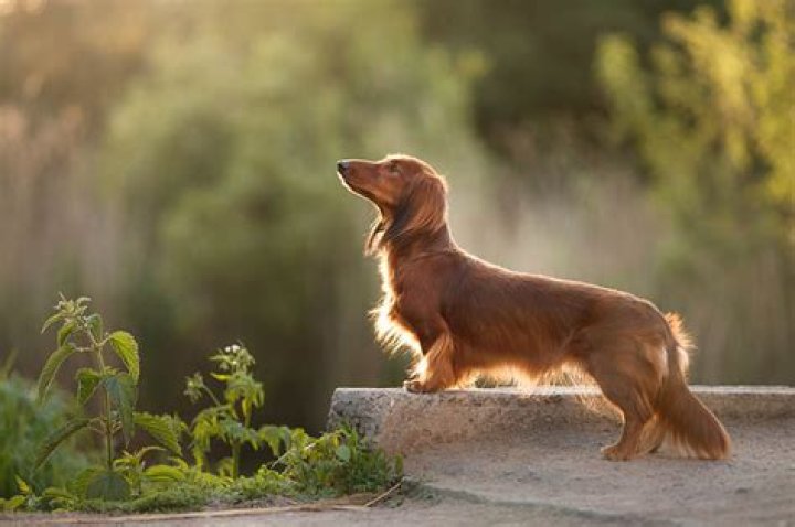 How much does a toy Dachshund cost?
