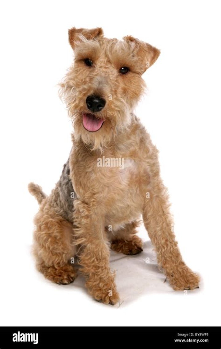 How much does a Welsh Terrier puppy cost?