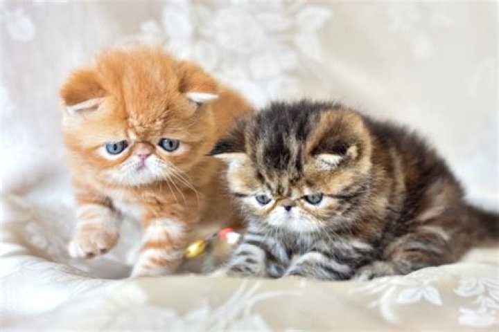 How much does an Exotic Shorthair cat cost?