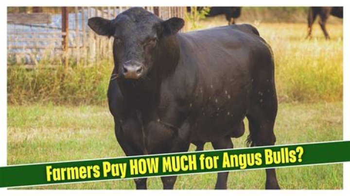 How much does Angus cost?