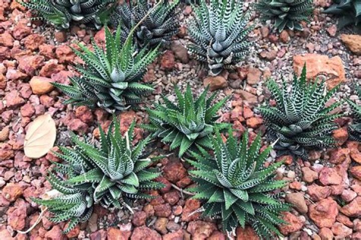 How much does Haworthia cost?
