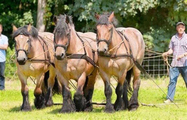 How much horsepower can a 302 produce?
