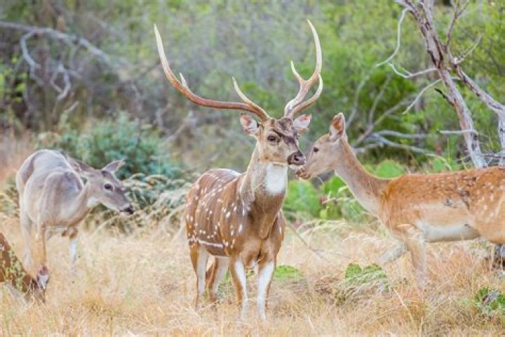 How much is a Axis deer?