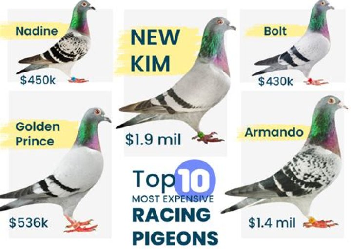 How much is a racing pigeon in Philippines?
