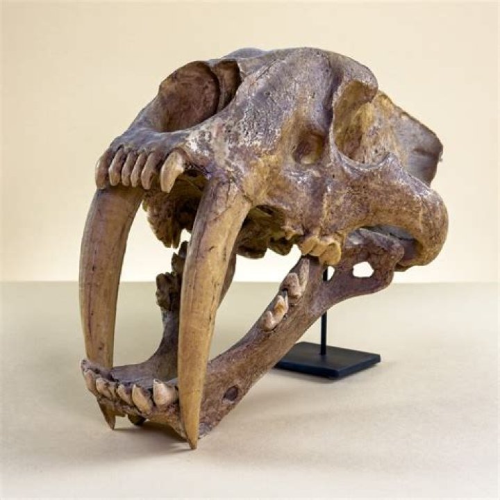 How much is a Smilodon skull worth?