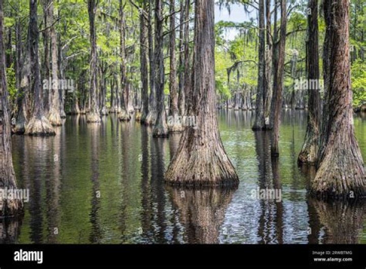 How much is a submerged cypress log worth?