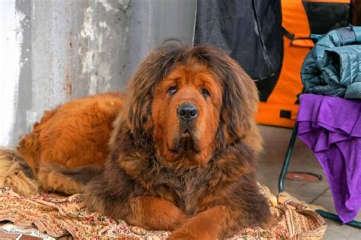 How much is a Tibetan Mastiff in China?