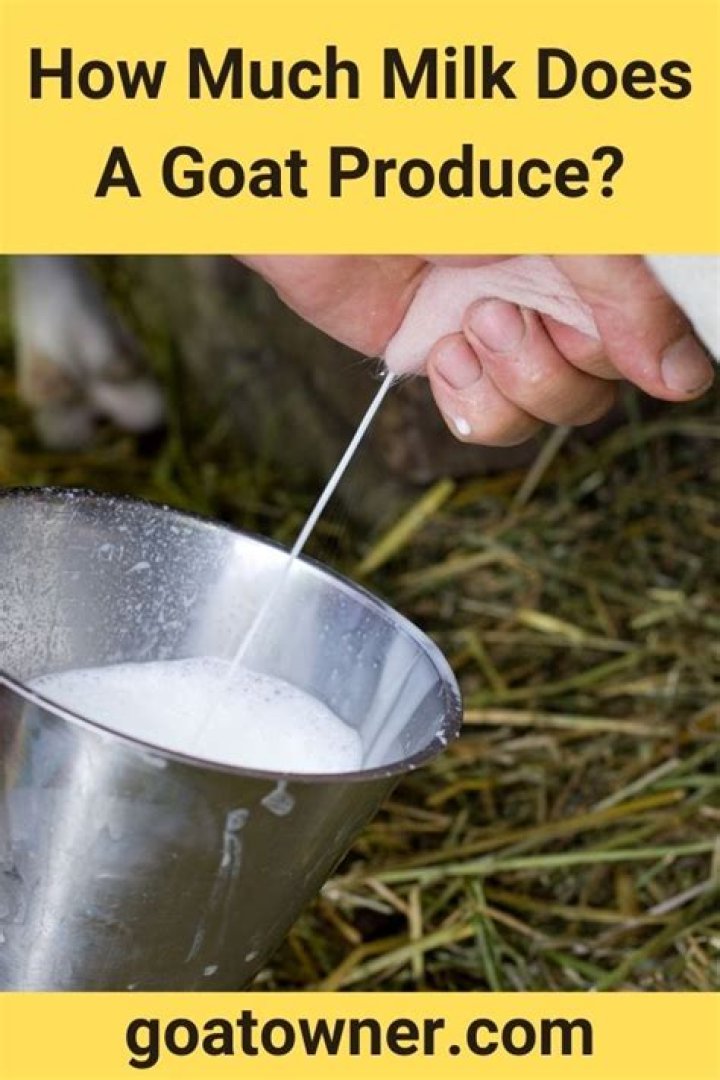 How much milk does a malabari goat produce per day?