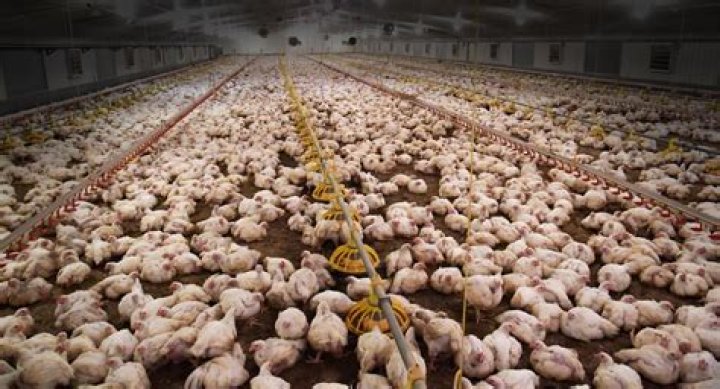 How much of US meat comes from factory farms?