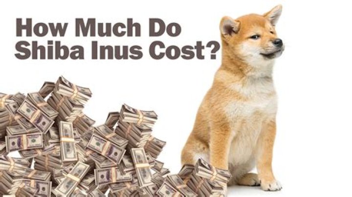 How much should I pay for a Shiba Inu?