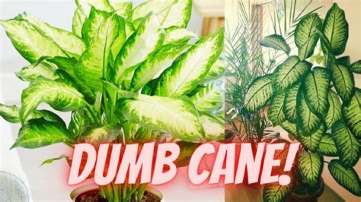 How much sun does a Dumb Cane need?